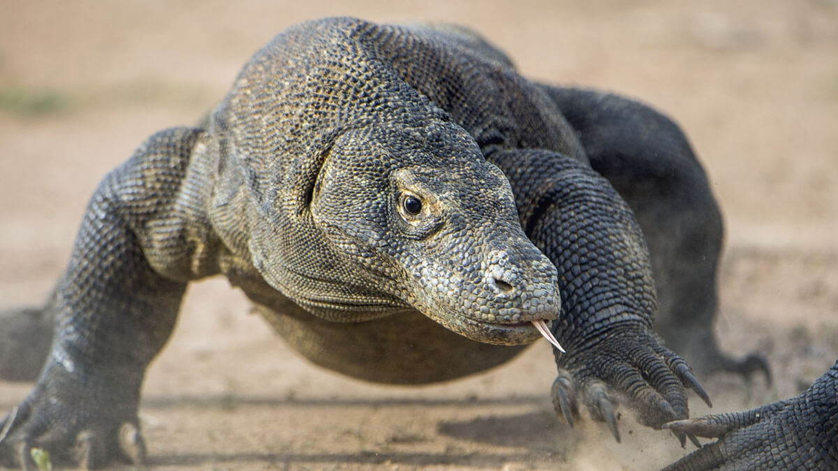 Dragón de Komodo. 