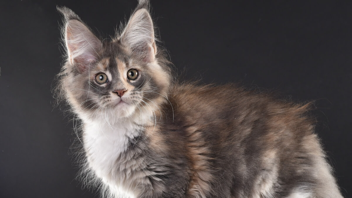 Gato atigrado blue tortie.