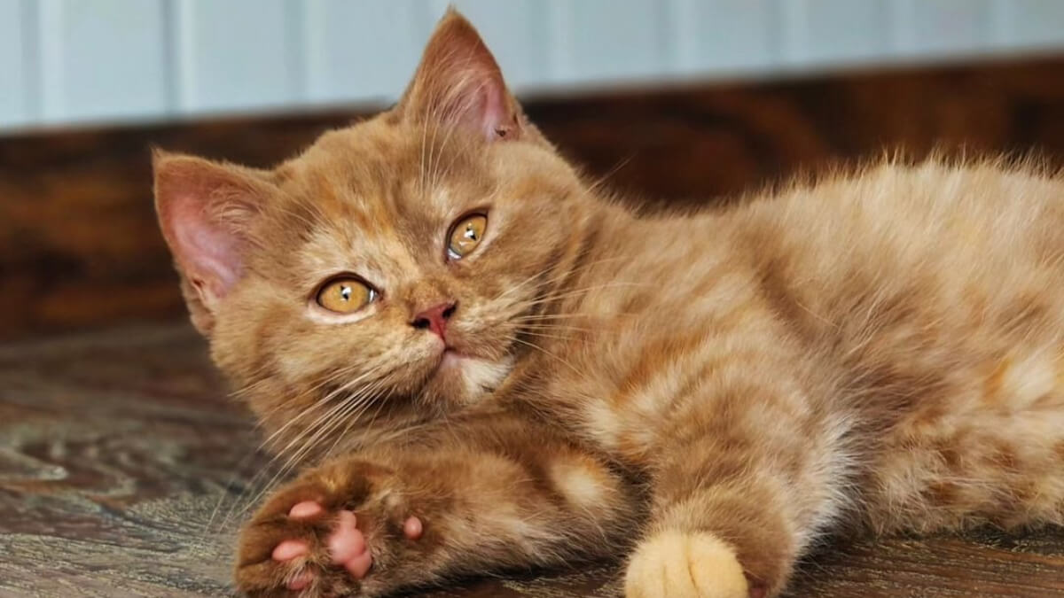 Gato atigrado cinnamon tortie, recostado sobre el piso.