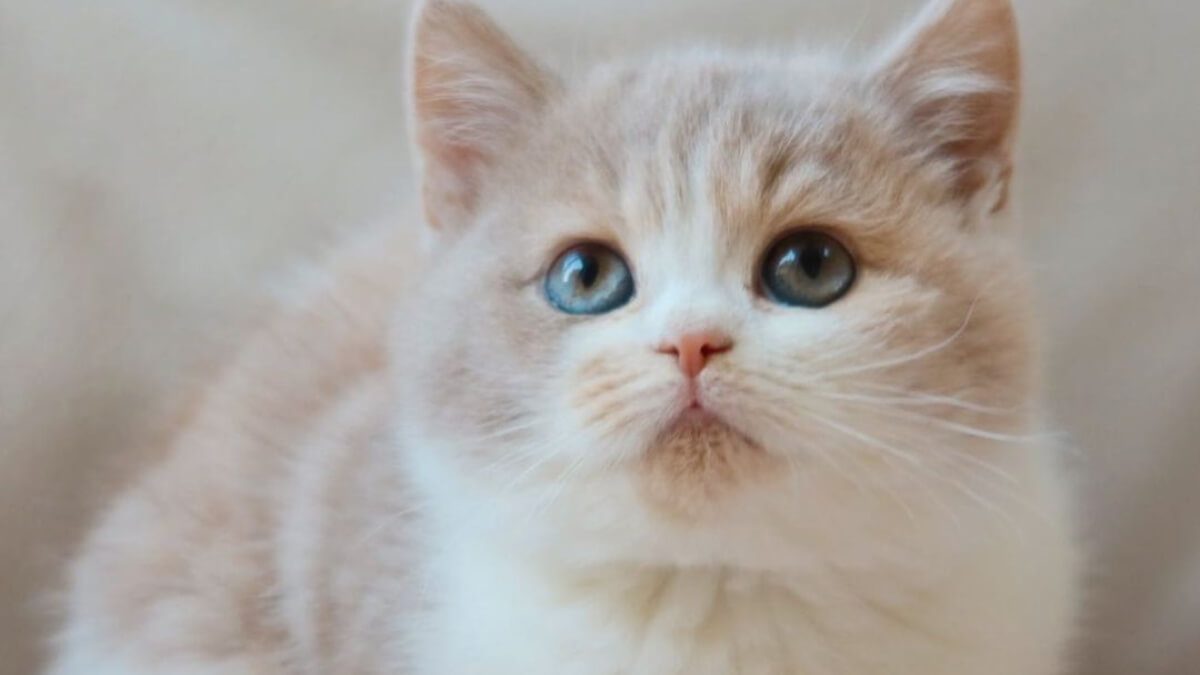 Gato atigrado con pelaje fawn-tortie.