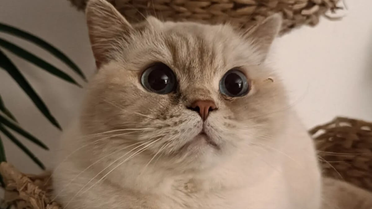 Gato atigrado lilac-tortie.