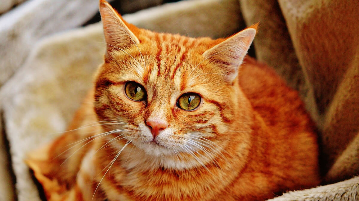 Gato tabby rojo recostado.