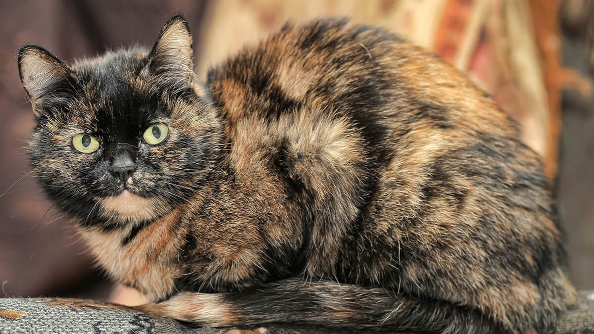Gato atigrado tortie.