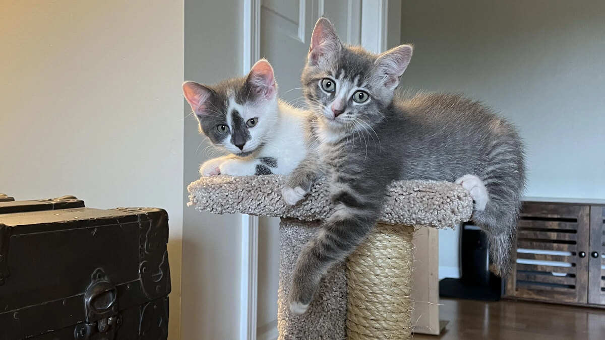 Gato blue tabby sobre un rascador para mininos, junto a otro congénere.