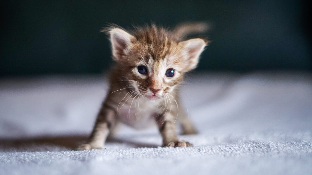 Gatito oriental shorthair con un patrón chocolate tortie tabby.