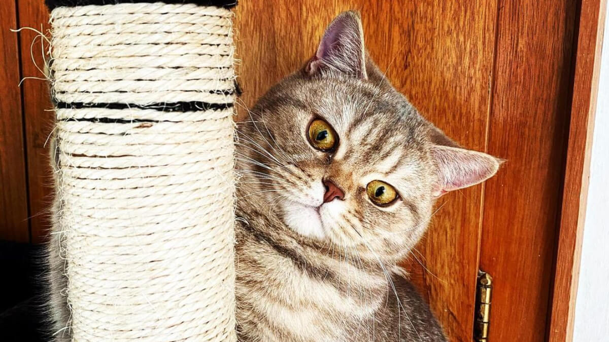 Gato british short hair al lado de un rascador para mininos.