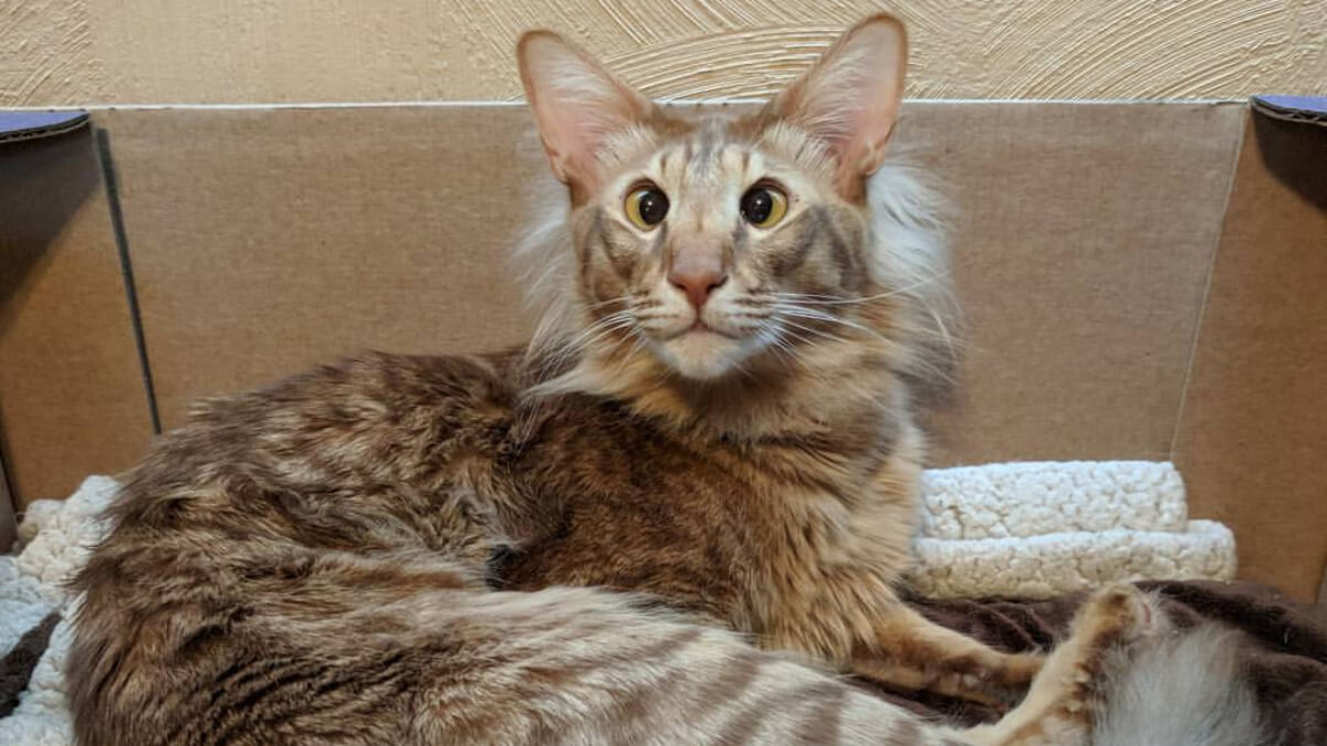 Gato tabby de color canela.