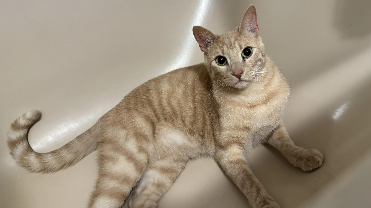 Gato tabby crema.