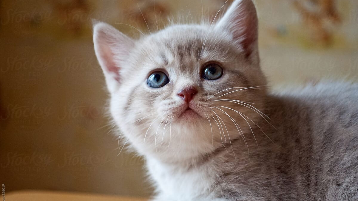 Gatito con pelaje atigrado de color lila.