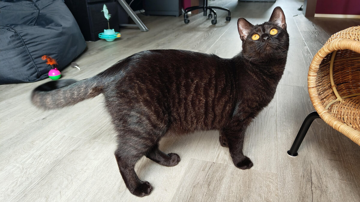 Gato tabby negro dentro de una casa.