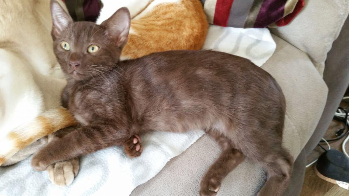 Gato atigrado chocolate recostado sobre un sofá.