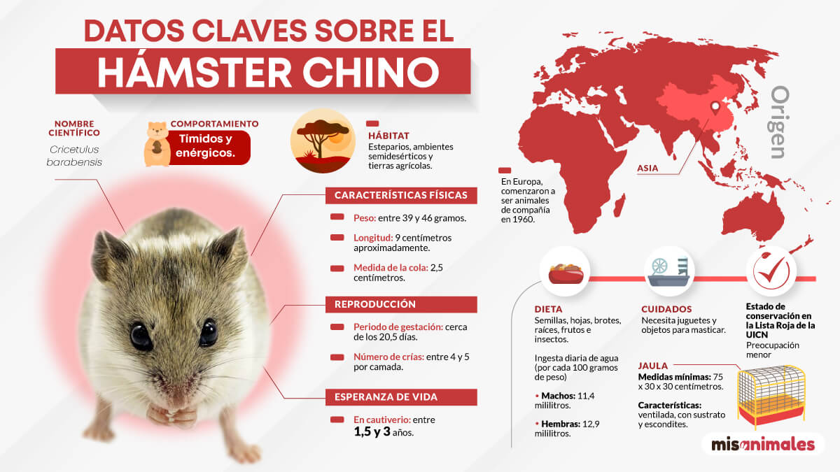 Infografía sobre datos claves del hámster chino.