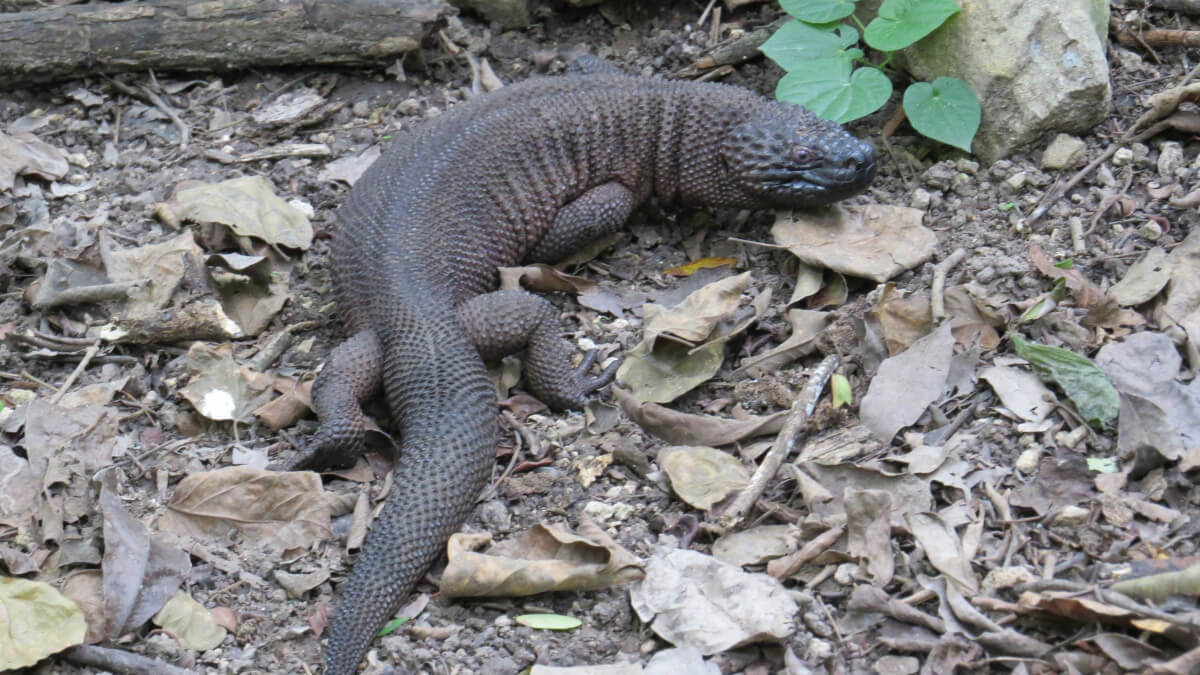 Lagarto de cuentas de Chiapas