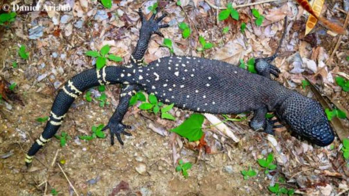 Lagarto de cuentas de Guatemala en su hábitat. 