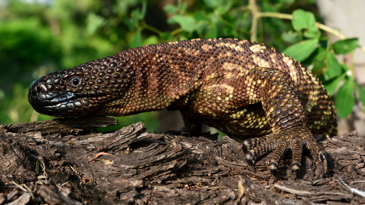Lagarto de cuentas del río Fuerte sobre el tronco de un árbol.