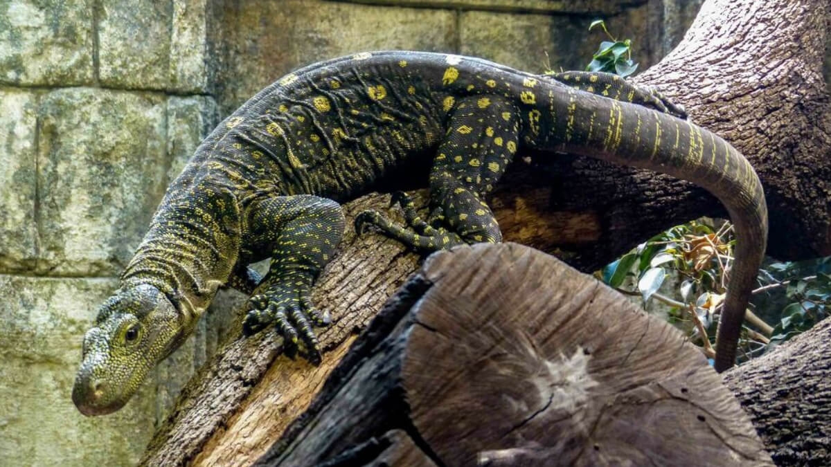 Monitor cocodrilo sobre el tronco de un árbol.