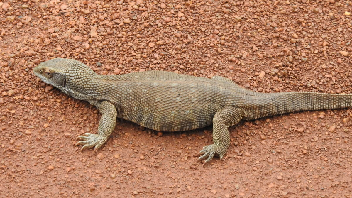 Monitor de la sabana sobre suelo arcilloso.