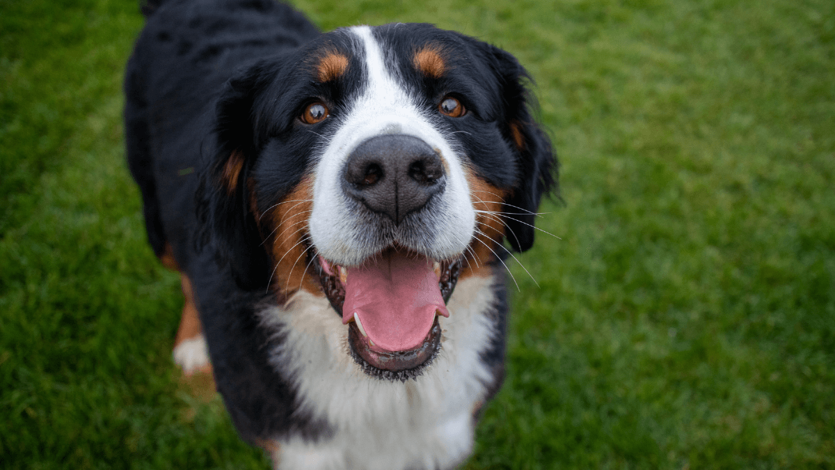 ¿Cómo puedo saber la raza de mi perro?