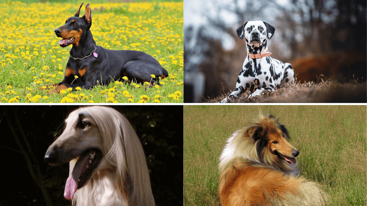 Perros dóberman, dálmata, lebrel afgano, collie.