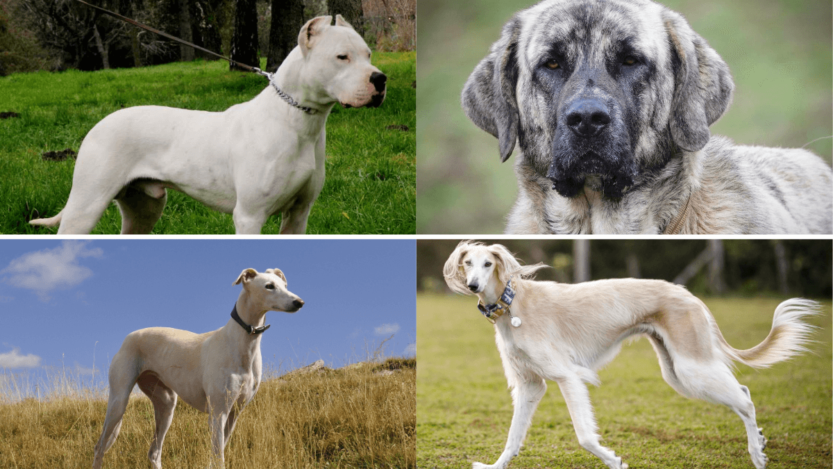 Dogo, mastín, galgo, saluki