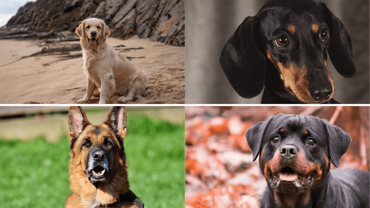 Golden retriever, perro salchicha, pastor alemán, rottweiler.