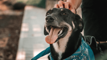 ¿Por qué siempre se me acercan los perros desconocidos?