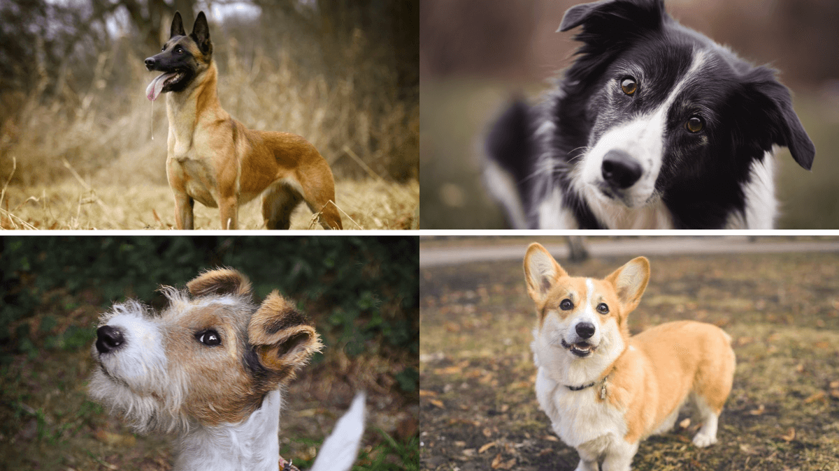 Pastor belga, border collie, fox terrier, corgi.