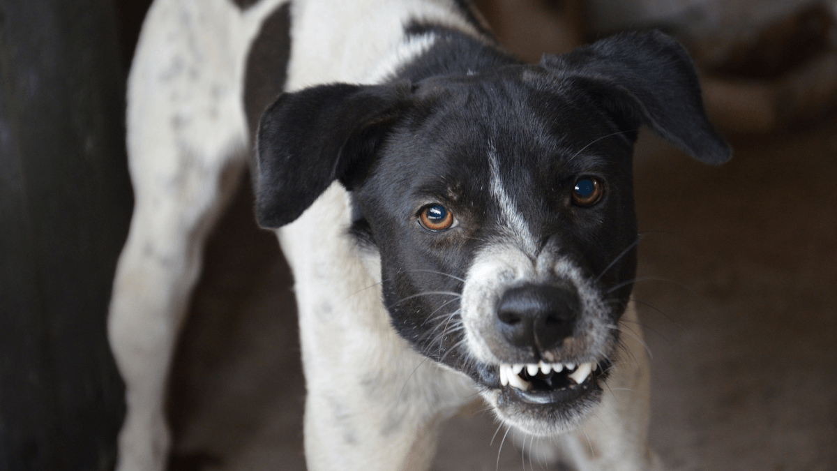 Perro en actitud agresiva mostrando los dientes.