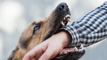 ¿Por qué un perro puede morder a una persona?