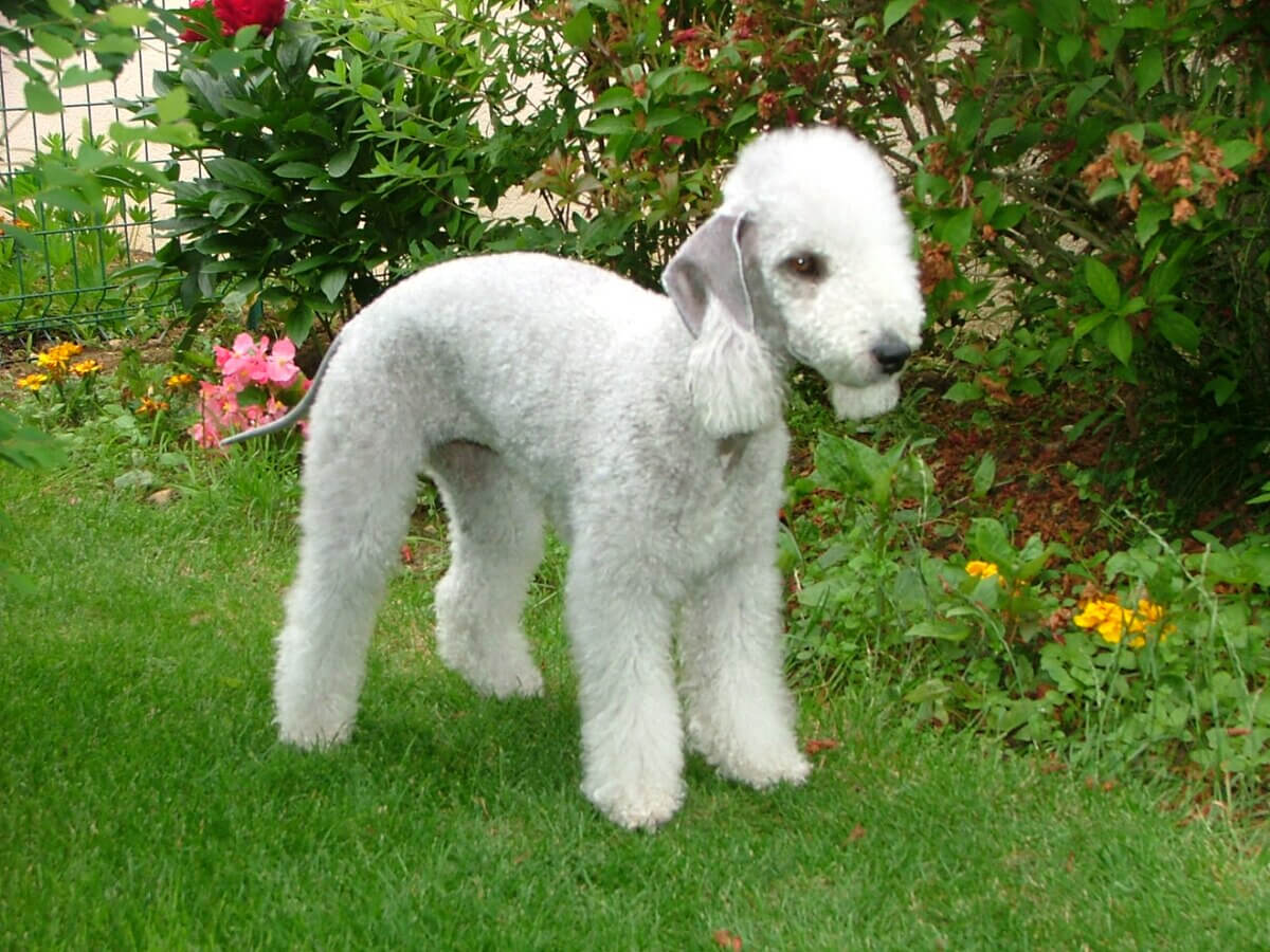 Bedlington terrier en un jardín.