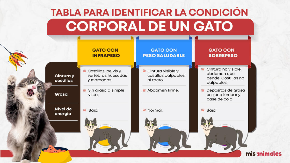 Tabla para identificar la condición corporal de un gato. 