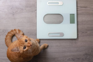 Conoce la tabla de peso de los gatos según su edad