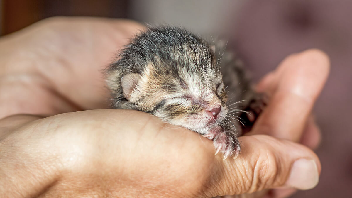 ¿Puedo tocar a las crías de mi gata? Algunos consejos para hacerlo