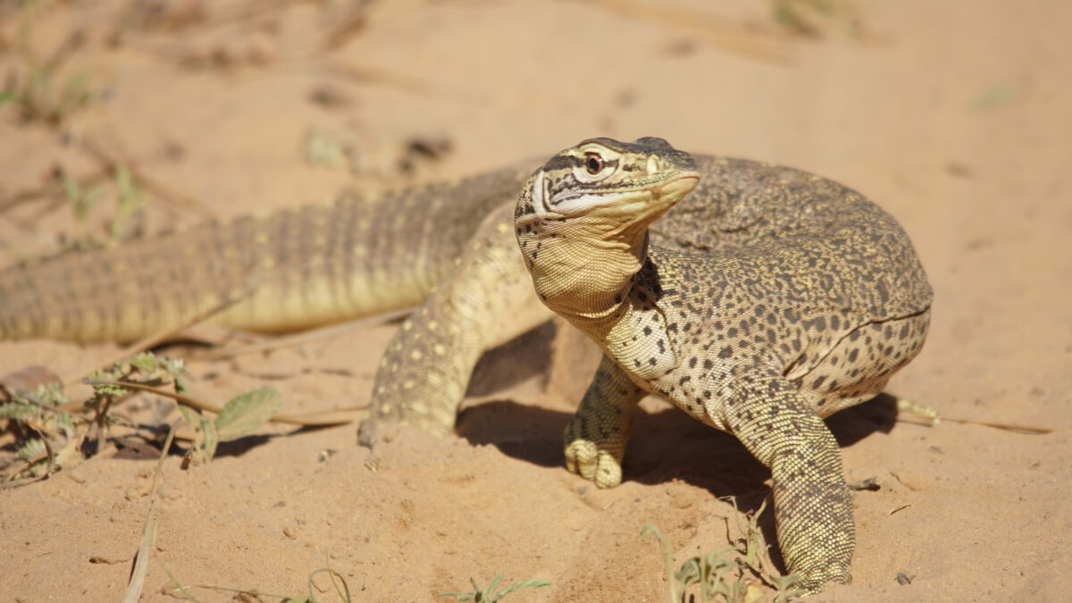 Varano de manchas amarillas sobre la tierra.