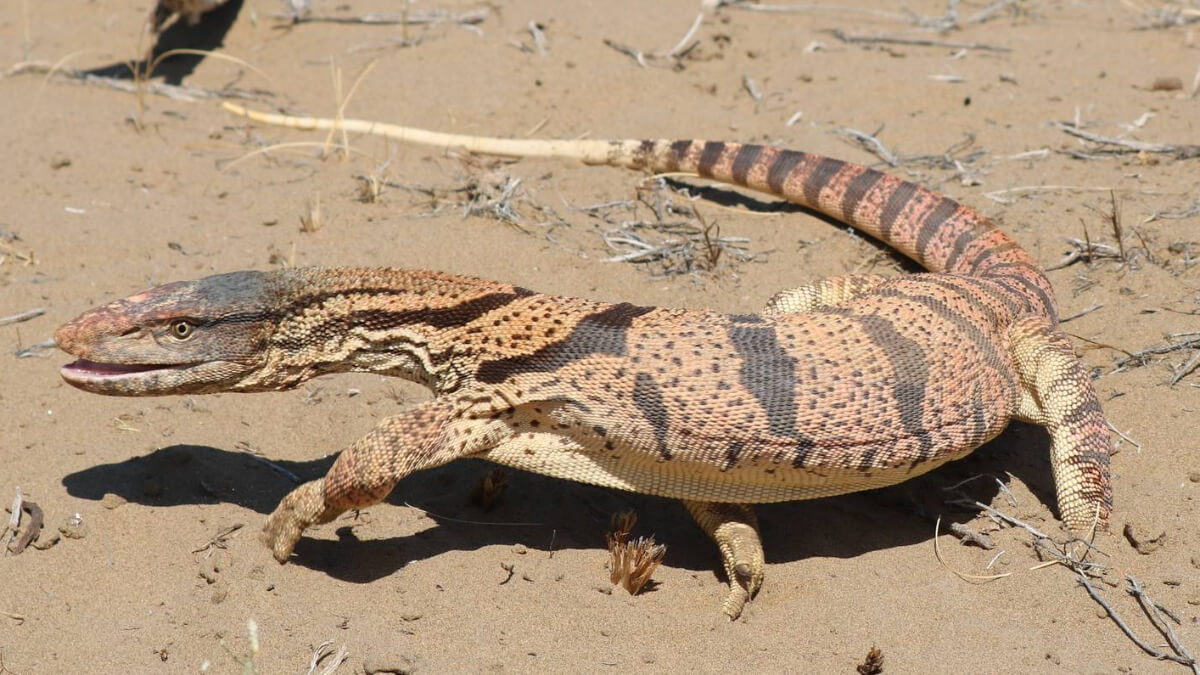 Varano del desierto sobre la arena.