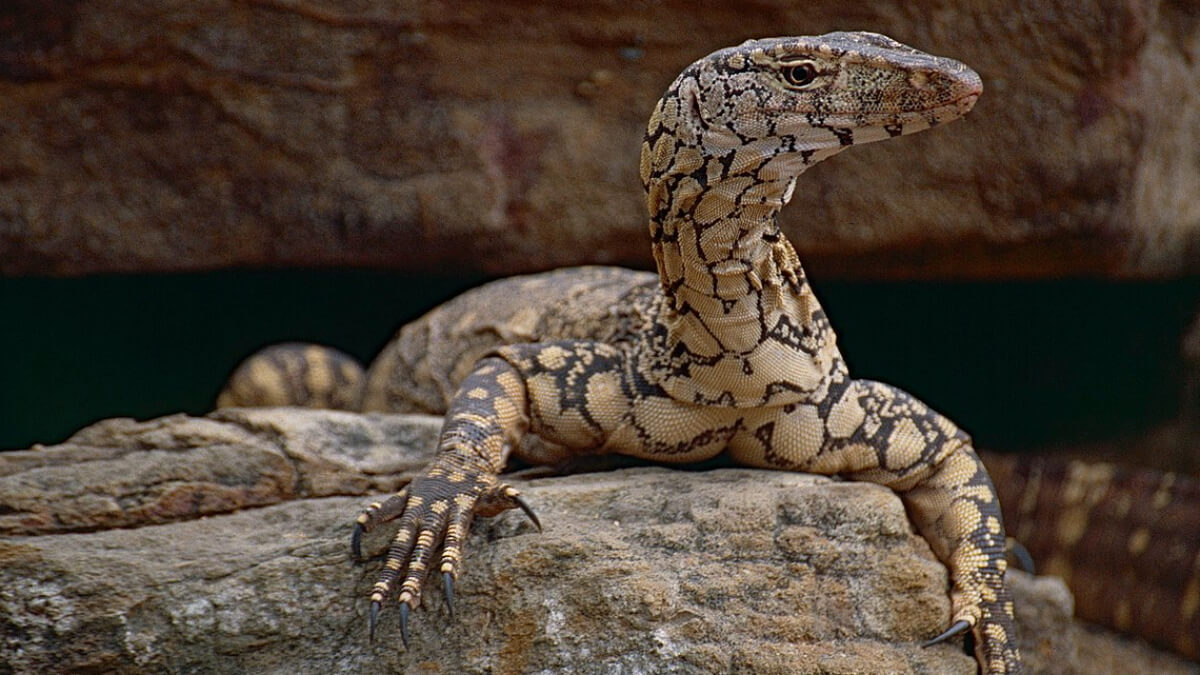 Varano gigante de Australia sobre una piedra.