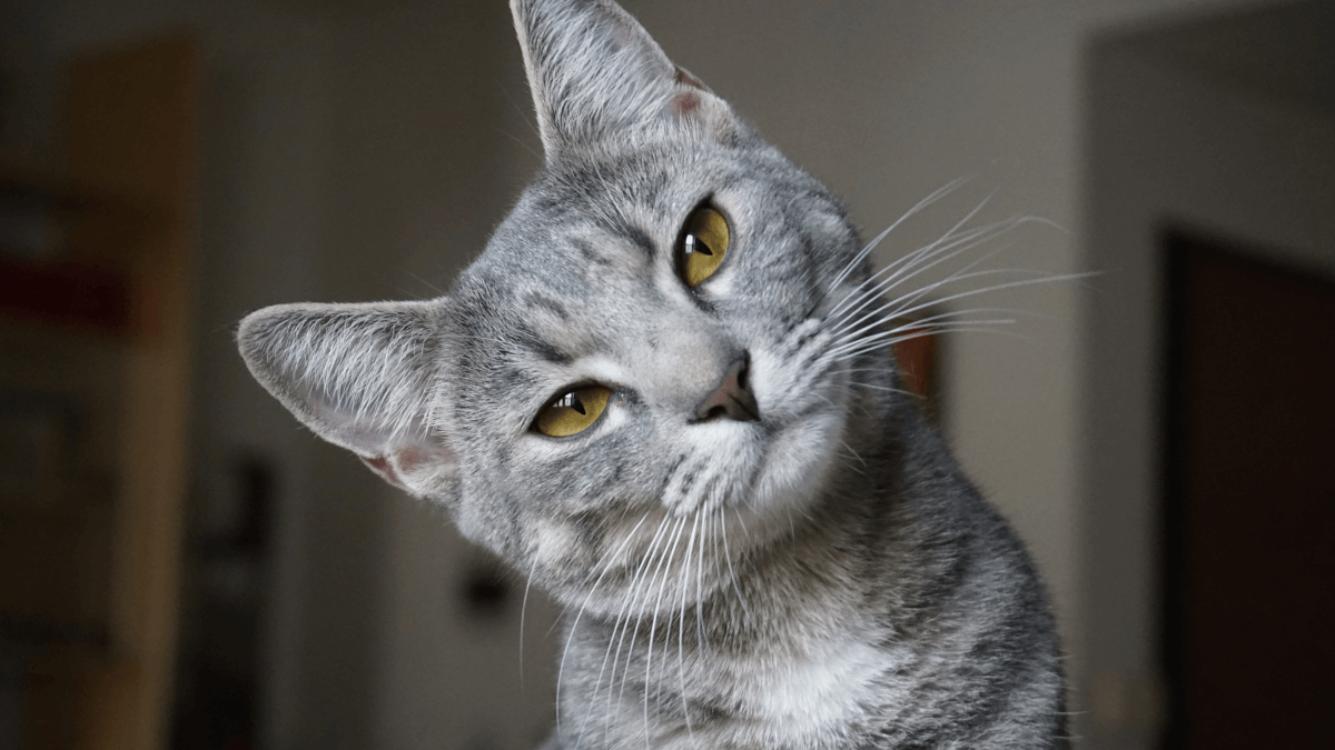 Gato gris.