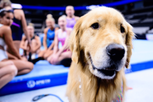 Beacon, el primer perro de terapia presente en las pruebas olímpicas