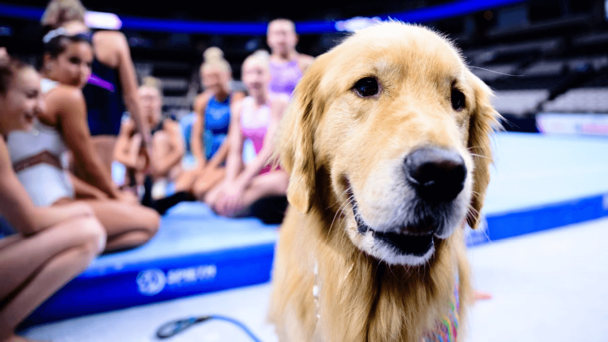 Beacon, el primer perro de terapia presente en las pruebas olímpicas