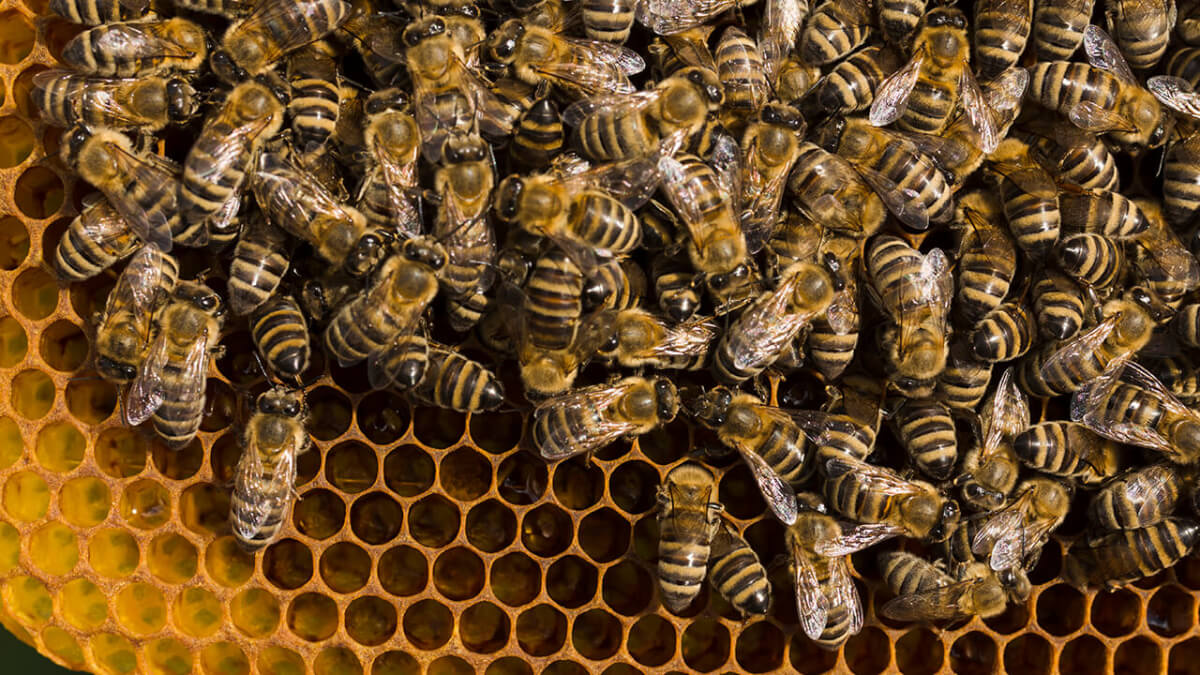 Abejas en un panal. 