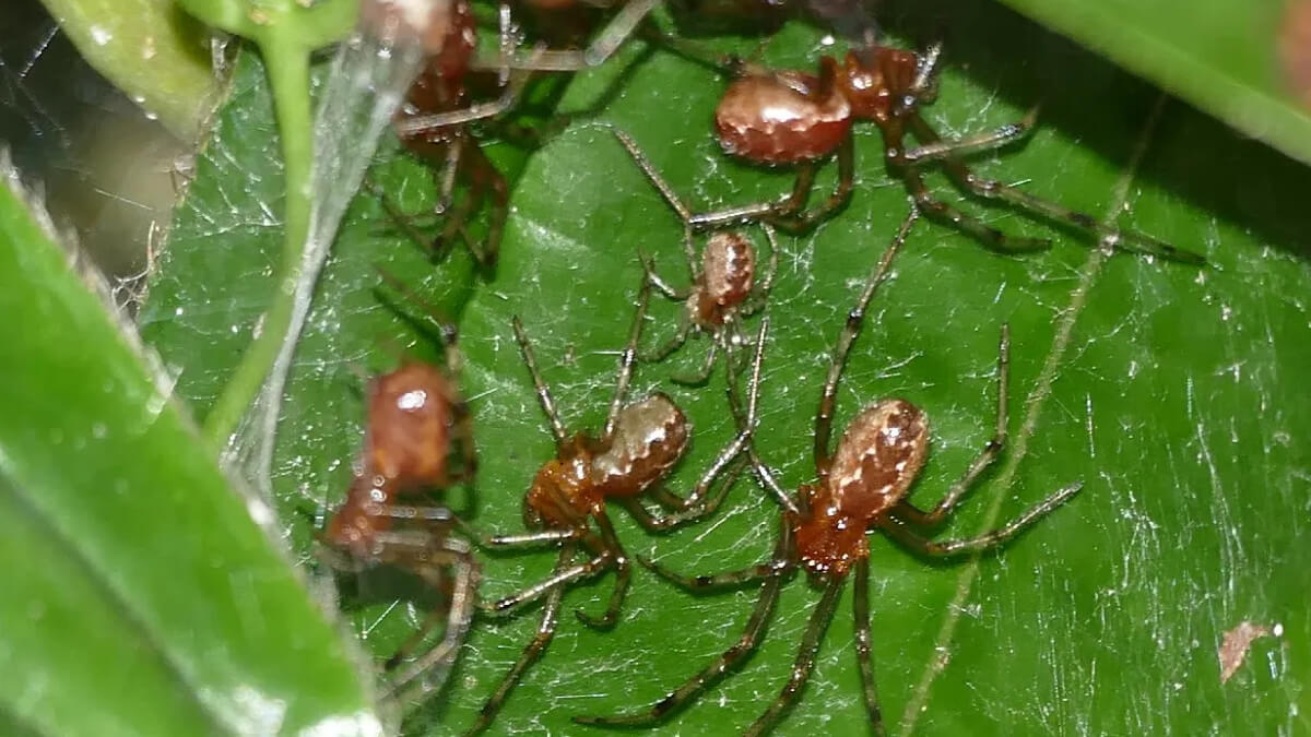 Arañas Anelosimus eximius con teleraña sobre unas hojas.