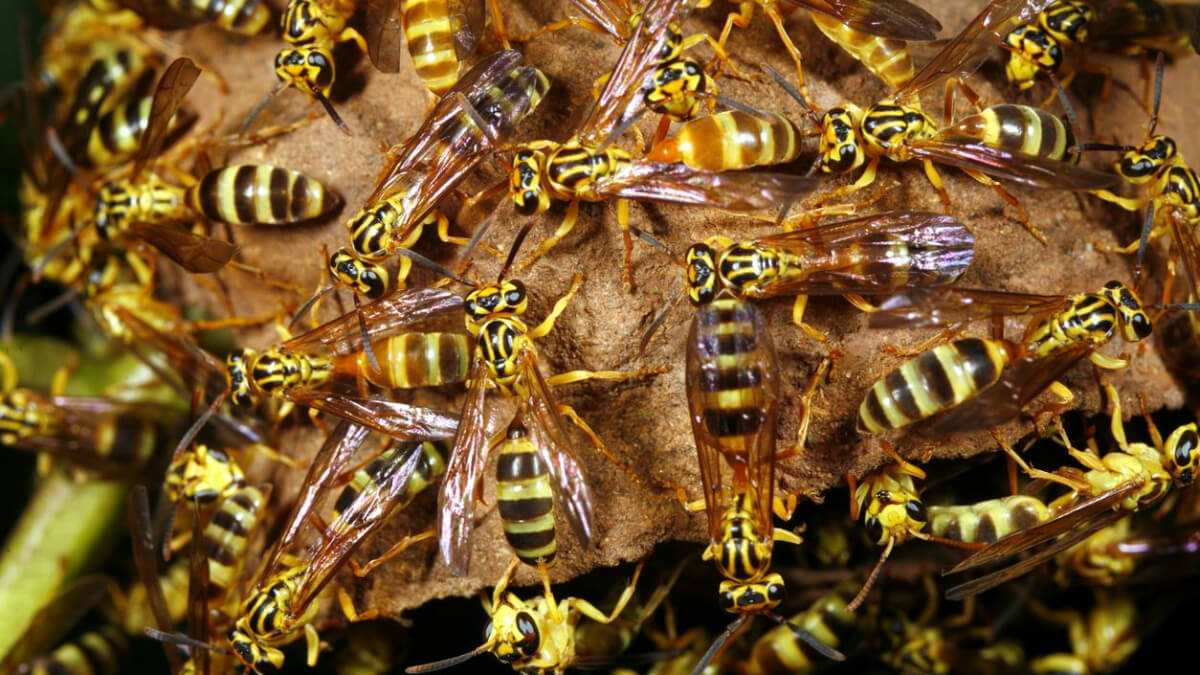 Avispas que trabajan en equipo.