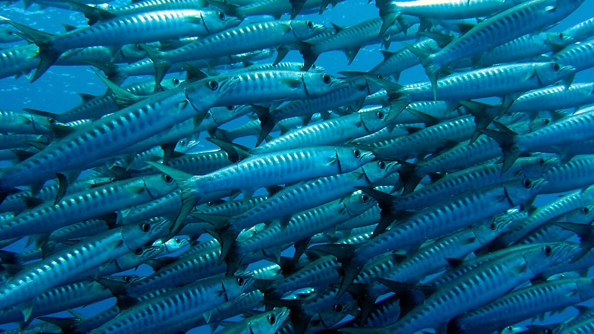 Cardumen de barracudas.