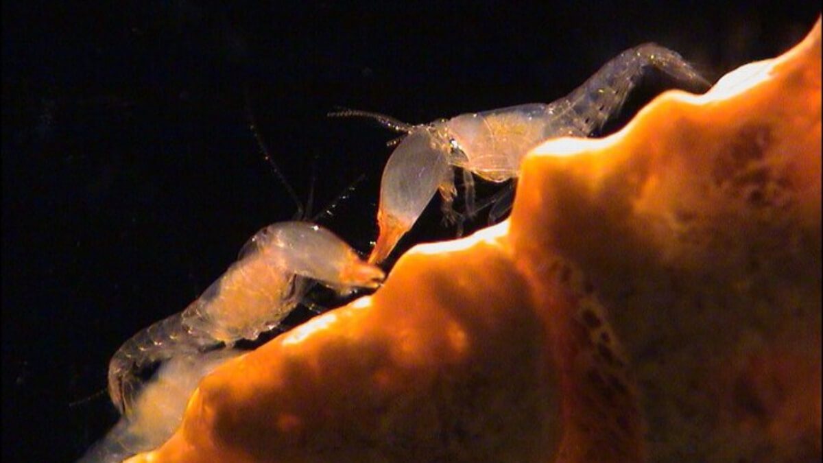 Camarones chasquedadores del Caribe.