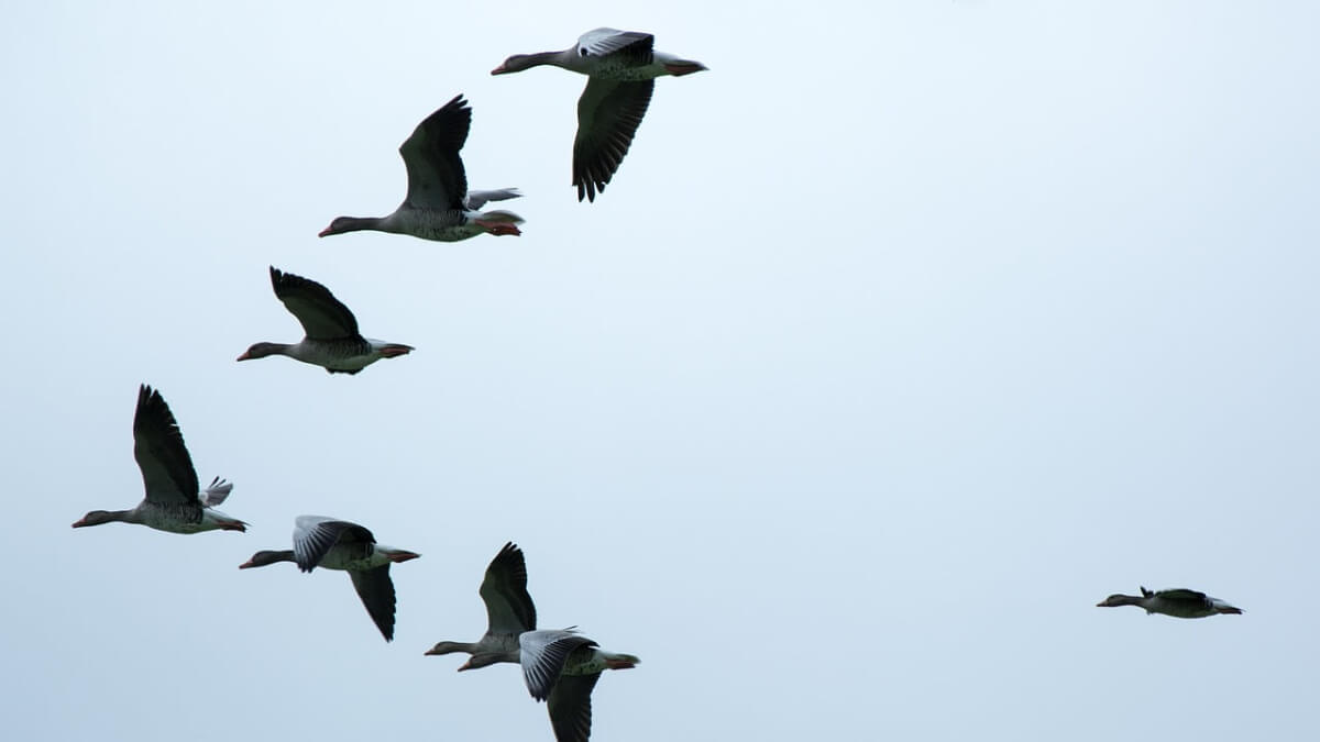 Formación en V de gansos en el aire. 