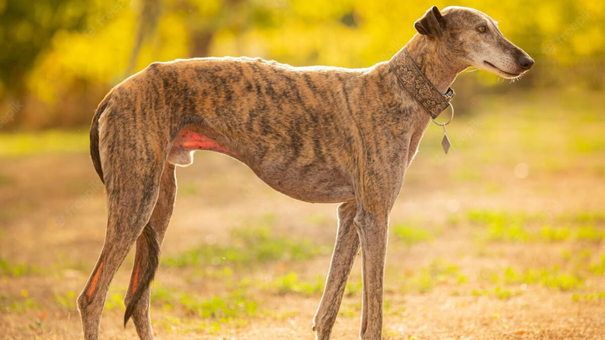 Galgo español.