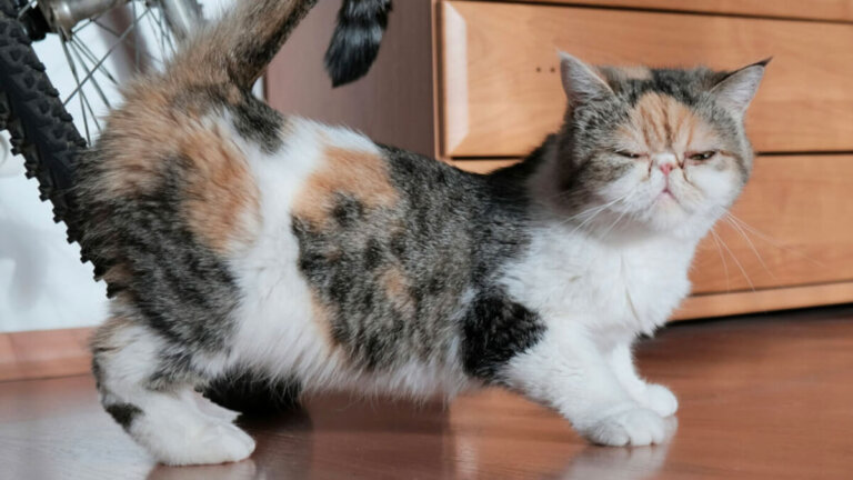 ¿Cómo saber si mi gata está en celo y qué hacer al respecto?