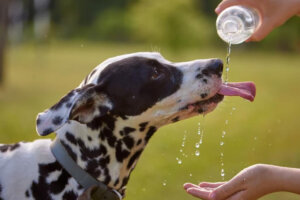 Golpe de calor en mascotas: síntomas claves y cómo actuar