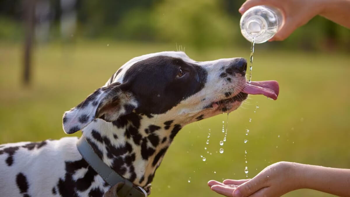 Golpe de calor en mascotas: síntomas claves y cómo actuar