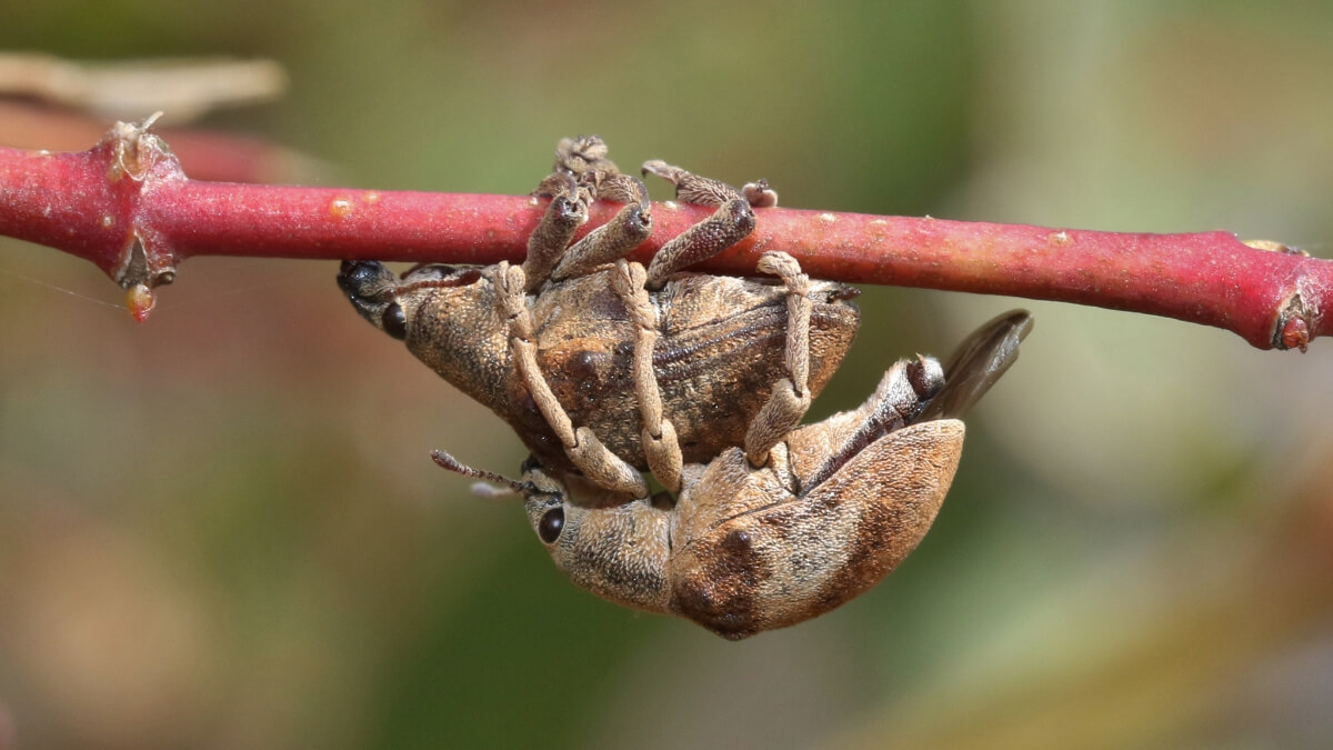 Gorgojos australianos en una rama.